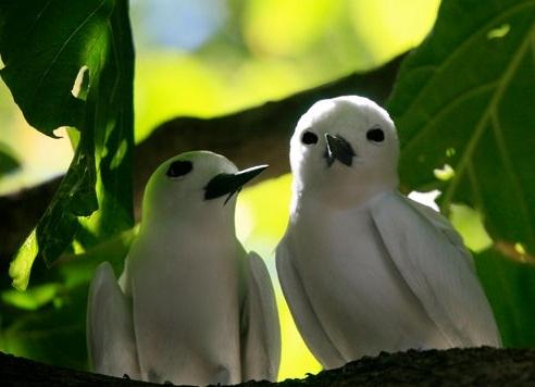 Les hommes et les oiseaux sur l'ile Cousin