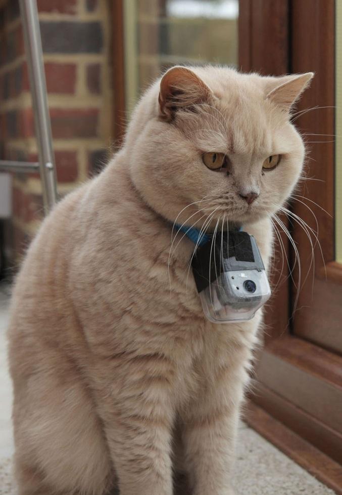 The Secret Life of the Cat (TV)