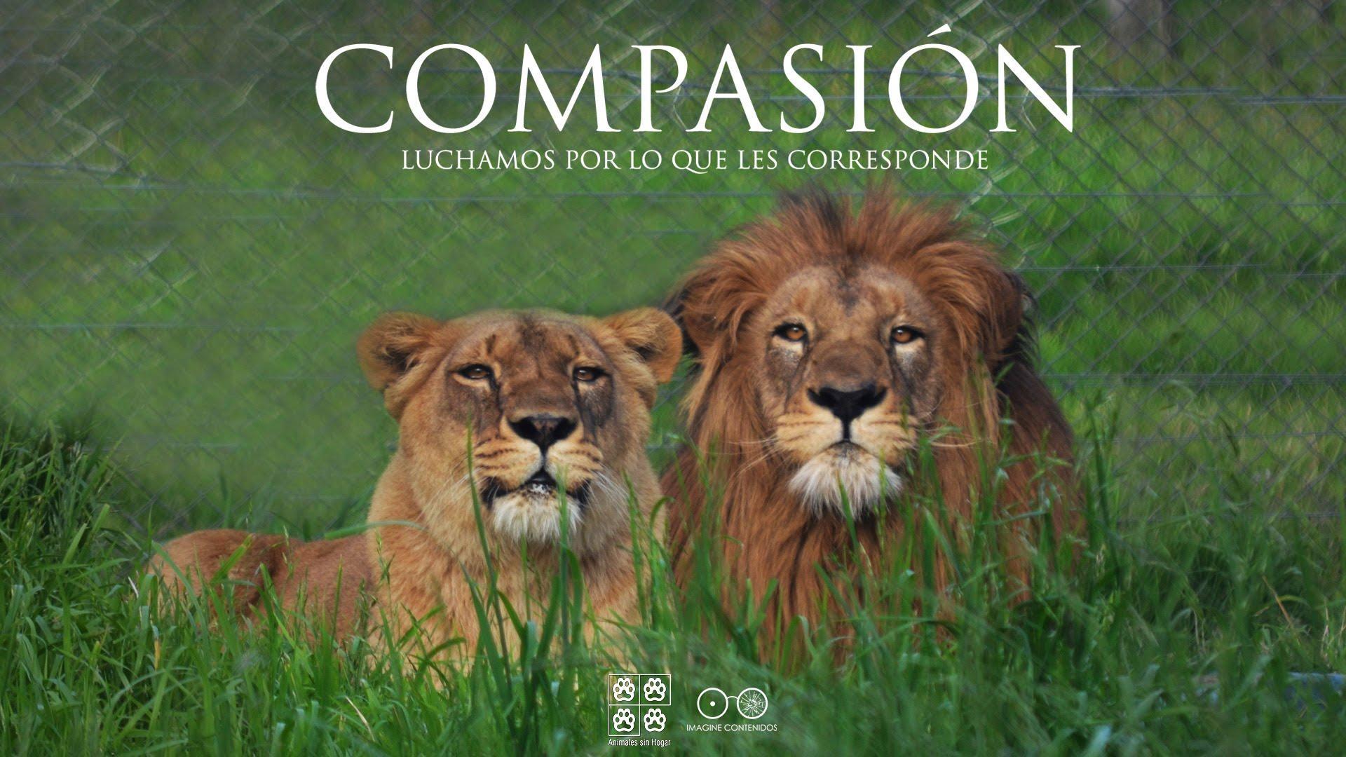 Compasión