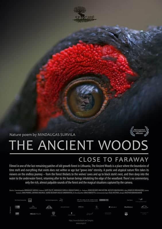 The Ancient Woods