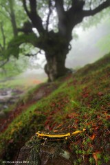 El bosque protector (Serie de TV)