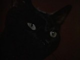 El gato negro