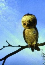 El gorrión que mantuvo su palabra