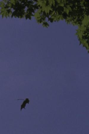 A Leaf is the Sea is a Theater (C)