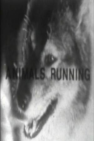 Animals Running (C)
