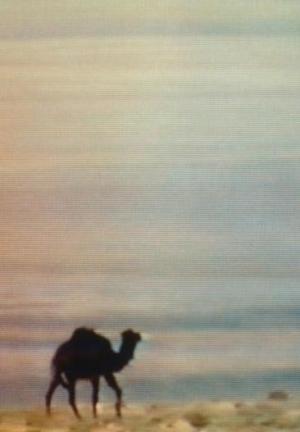 Chott el-Djerid (A Portrait in Light and Heat) (C)