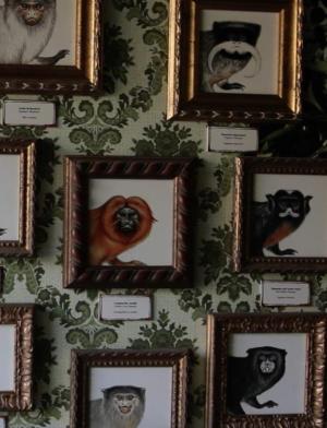 El rostro de la medusa