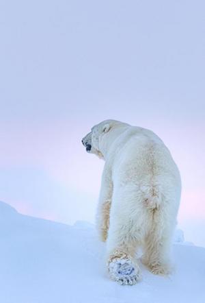 Ghosts of the Arctic (C)