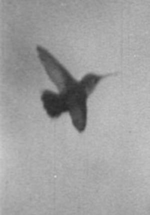 High Over the Borders (C)