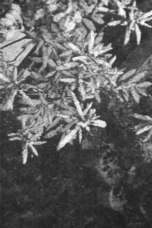 Configuration in Black and White (C)