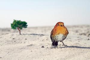 La vida dibuja un árbol (C)