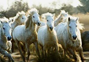 Le songe de chevaux sauvages (C)