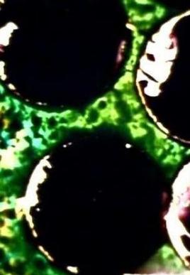 Number 2: Message from the Sun (C)