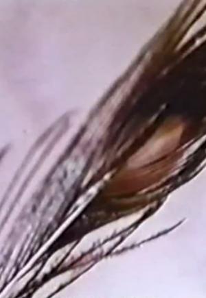 Sexual Meditation: Faun?s Room, Yale (C)