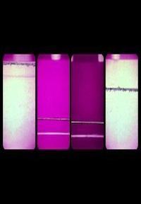 Sound Strip/Film Strip (C)