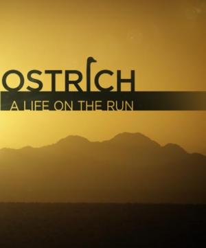 El avestruz, una vida a la carrera (TV)