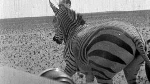 The Dockworker's Dream (C)