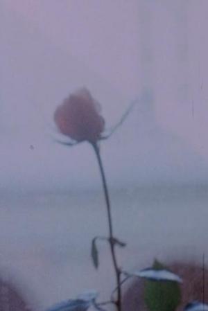 The Fallen World (C)