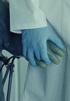 The Newt Congress (C)