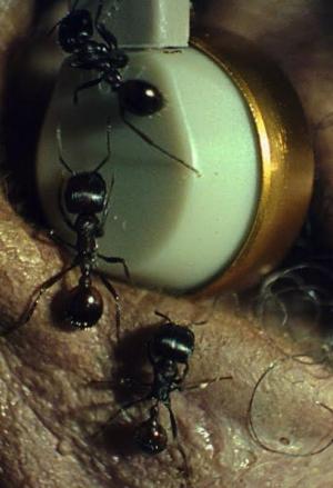 The Weeknd: Gasoline (Vídeo musical)